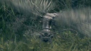 giant dragonfly enemy elden ring wiki guide