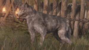 wolf wildlife creature elden ring wiki guide 300px